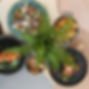 small plates again.jpg
